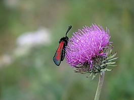 lepidopter,花,花的