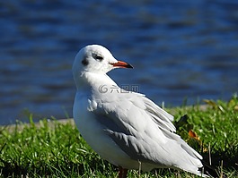 鷗,鳥(niǎo),水禽