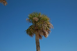 棕櫚樹(shù),夏天,海灘
