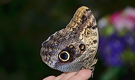 calipo eruriloctuin,形态 peleides,枝杈