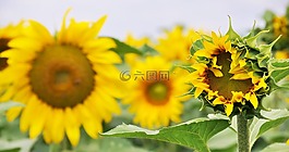 太陽(yáng),花,自然