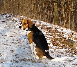 小獵犬,狗,寵物