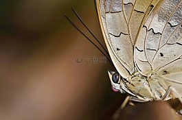 蝴蝶,動物,翼