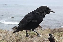 烏鴉,黑,鳥