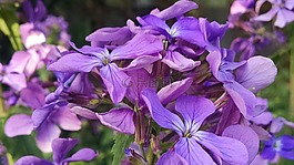 花,紫,開(kāi)花