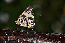 蝴蝶,動物,翼