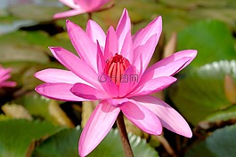 蓮花,昆蟲,粉紅色