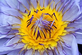 睡蓮,花,水生植物