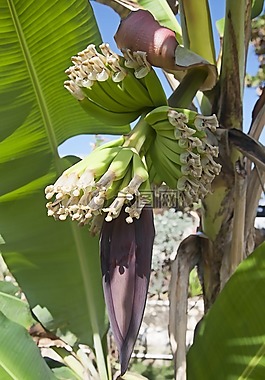 植物區(qū)系,香蕉,自然
