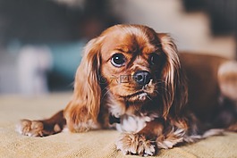 狗,動物,小狗