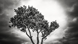 樹,枝杈,天空