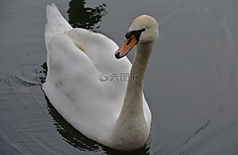 天鵝,鳥,河