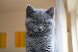 猫,交易所chartreux,灰色