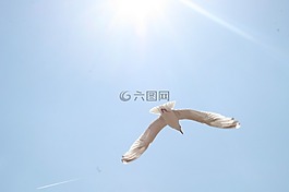 海鷗,太陽(yáng),藍(lán)藍(lán)的天空