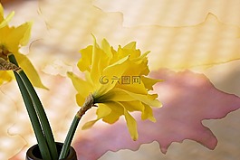 水仙,花,schnittblume