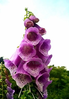 花,粉紅色,開(kāi)花