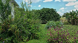 花卉園,植物,顏色