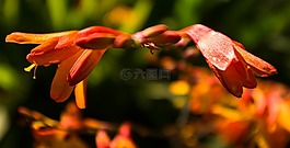 花園,crocisma,自然