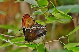 蝴蝶,動物,翼