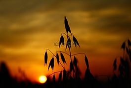 太陽,日落,abendstimmung
