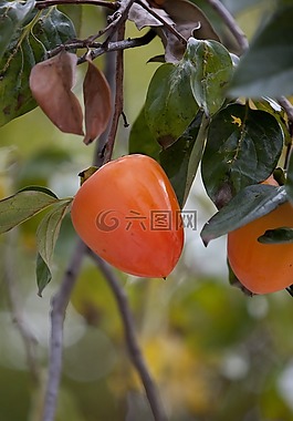 甜柿,水果,收獲