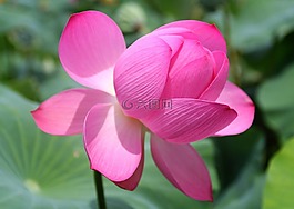蓮花,粉紅色,大自然