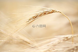大麥,夏季,字段