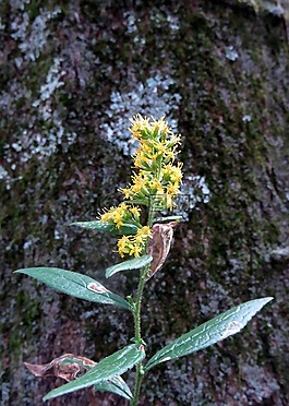 黃色,花,樹皮