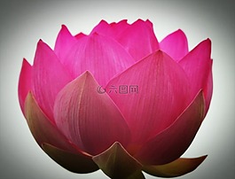 蓮花,粉紅色,大自然
