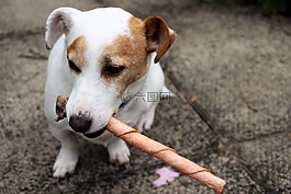杰克羅素,小獵犬,狗