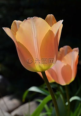 郁金香,花,廠