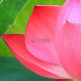 蓮花,粉紅色,大自然
