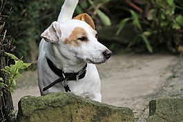 杰克羅素,小獵犬,狗