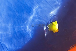 池,鸭,黄色