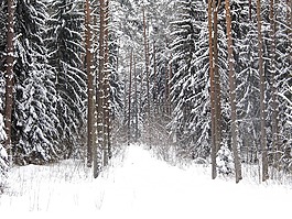 森林,冬季,雪