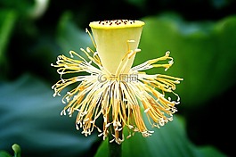 蓮花,種子,大自然