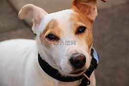 杰克羅素,小獵犬,狗