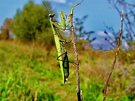 性質(zhì),螳螂,昆蟲