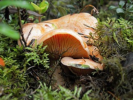蘑菇,性質(zhì),牛肝菌