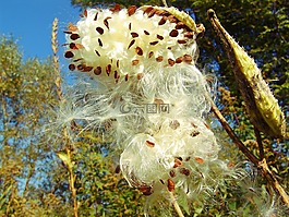 秋季,野生煙草,種子