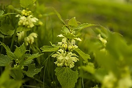 蕁麻,鮮花,性質(zhì)