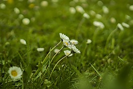 雛菊,草地,綠色