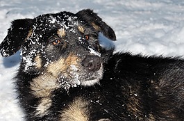雪,狗,冬天