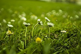雛菊,草地,綠色