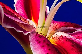 百合,開花,花