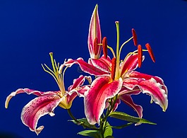 百合,開花,花