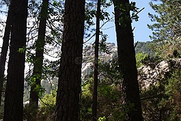 松,巖,樹