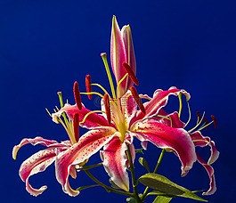 百合,開(kāi)花,花