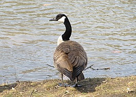 鵝,加拿大,鳥