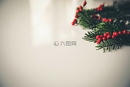 裝潢,櫻桃,植物